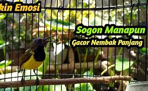 Suara Burung Sogon Jantan